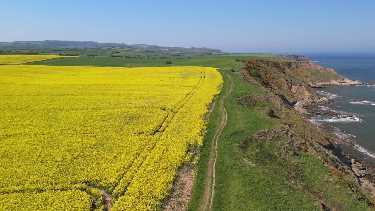 Aerial drone footage of bright yellow rapeseed fields contrasting with the blue ocean and coastline in North Yorkshire in summer