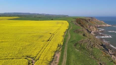 aerial drone footage of bright yellow rapeseed fields contrasting with the blue ocean and coastline in north yorkshire in summer