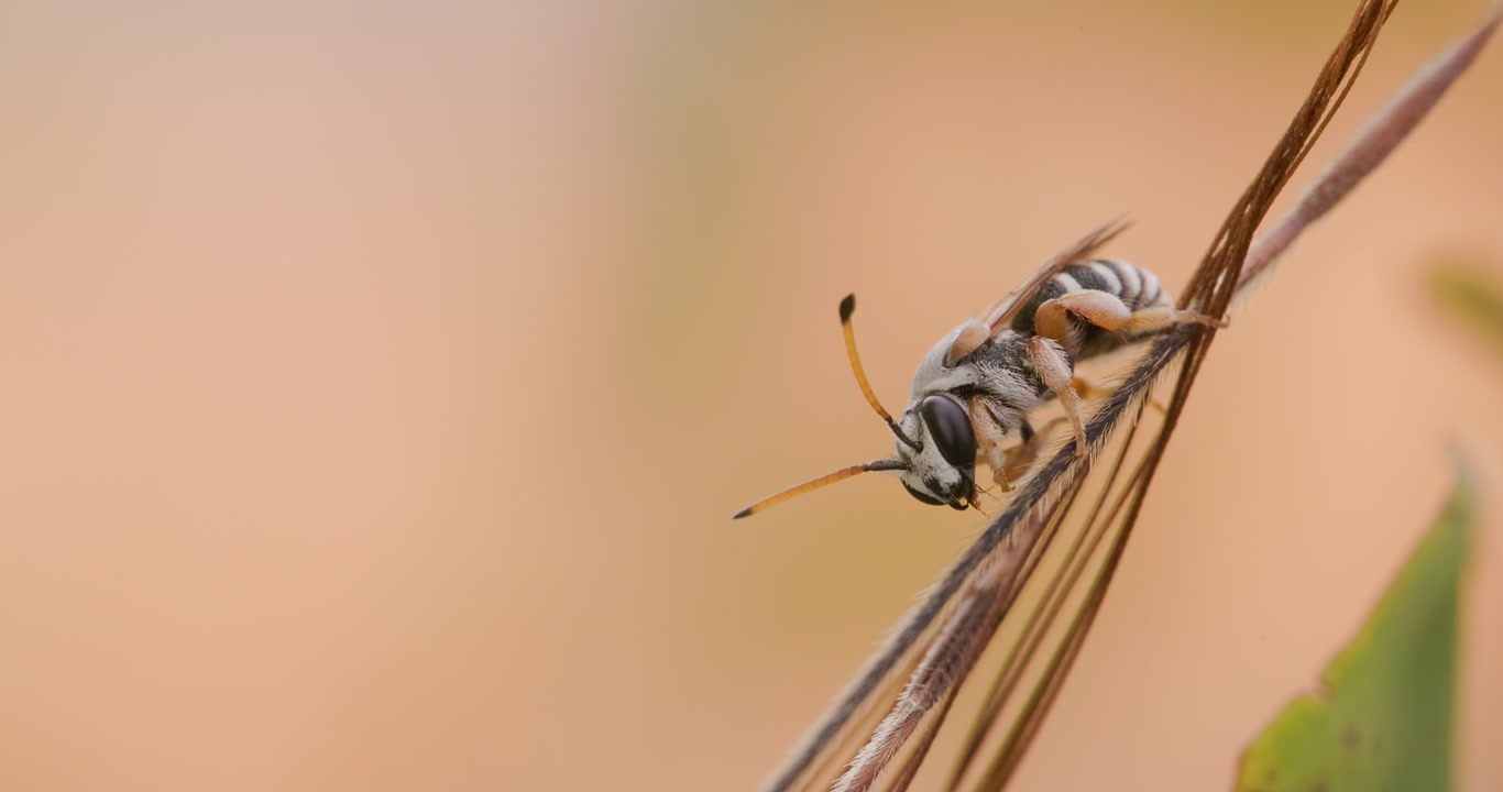 Long-horned Nomia bee waking up and grooming its antennae at sunrise on a cold winter morning, stripes
