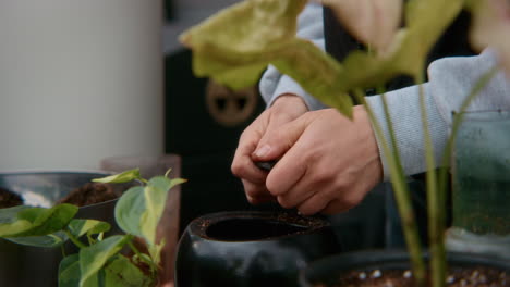 planting houseplants