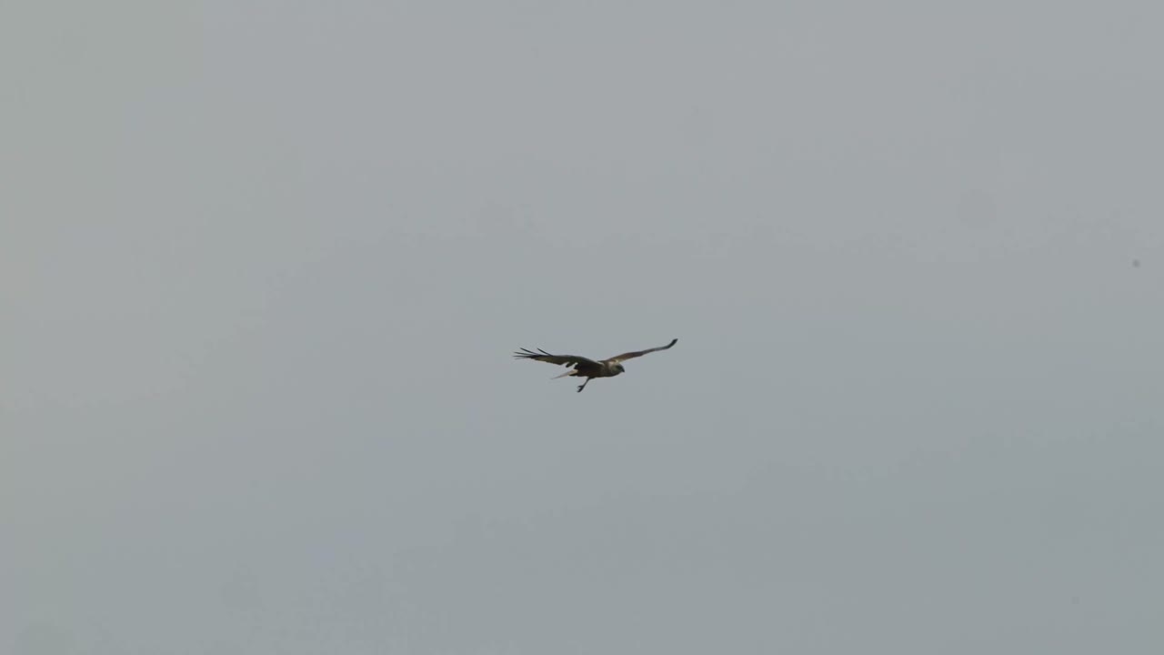 vista de cometa roja volando por el aire en texel, países bajos
