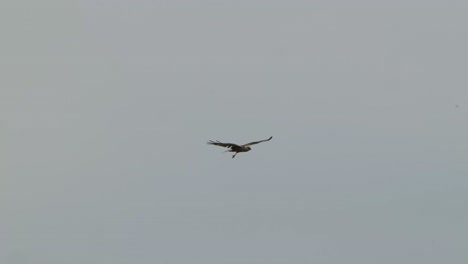 view of red kite soaring through the air in texel, netherlands