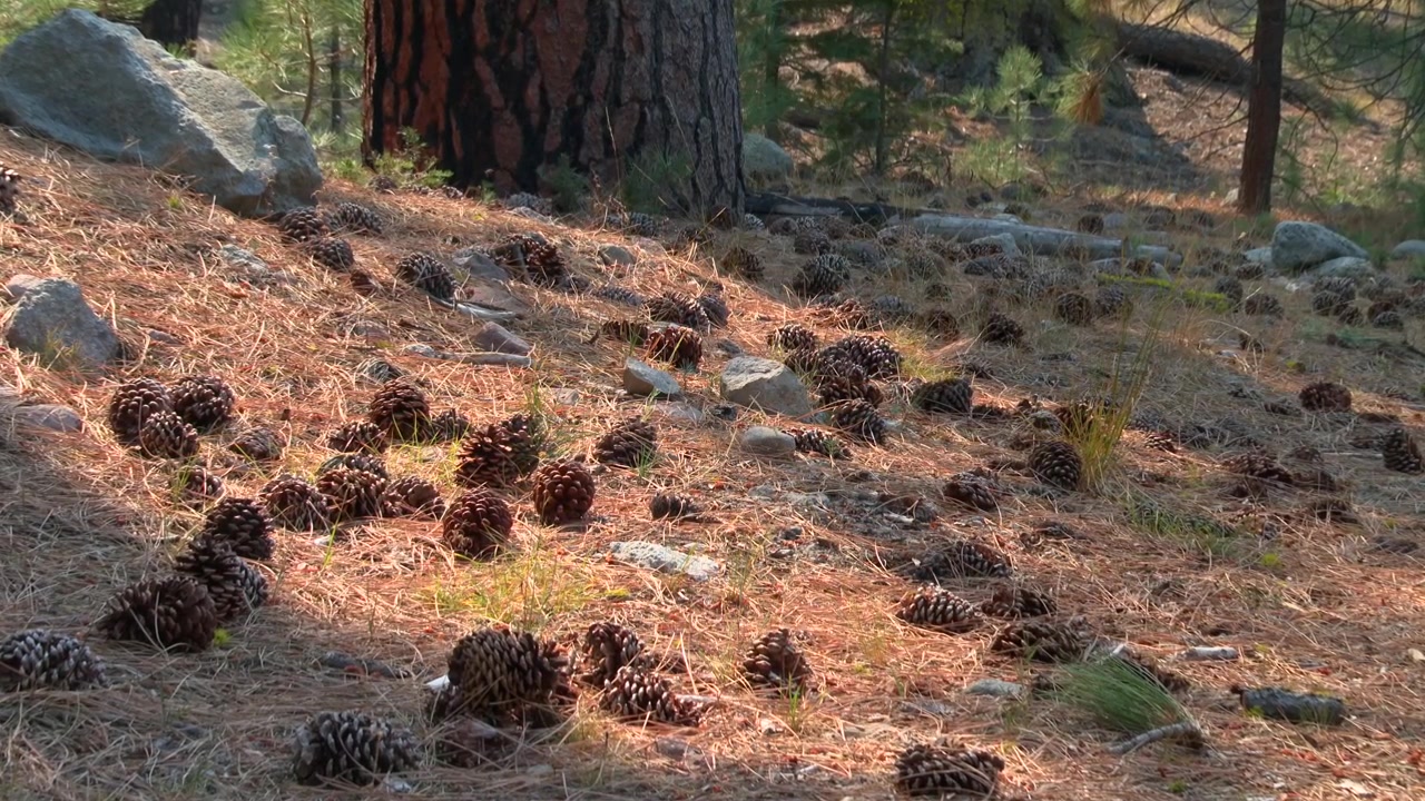 Tallkottar utspridda bland torra barr och stenar på barrskogsmarken i Lassen Volcanic National Park, Kalifornien, USA. Statisk bild.