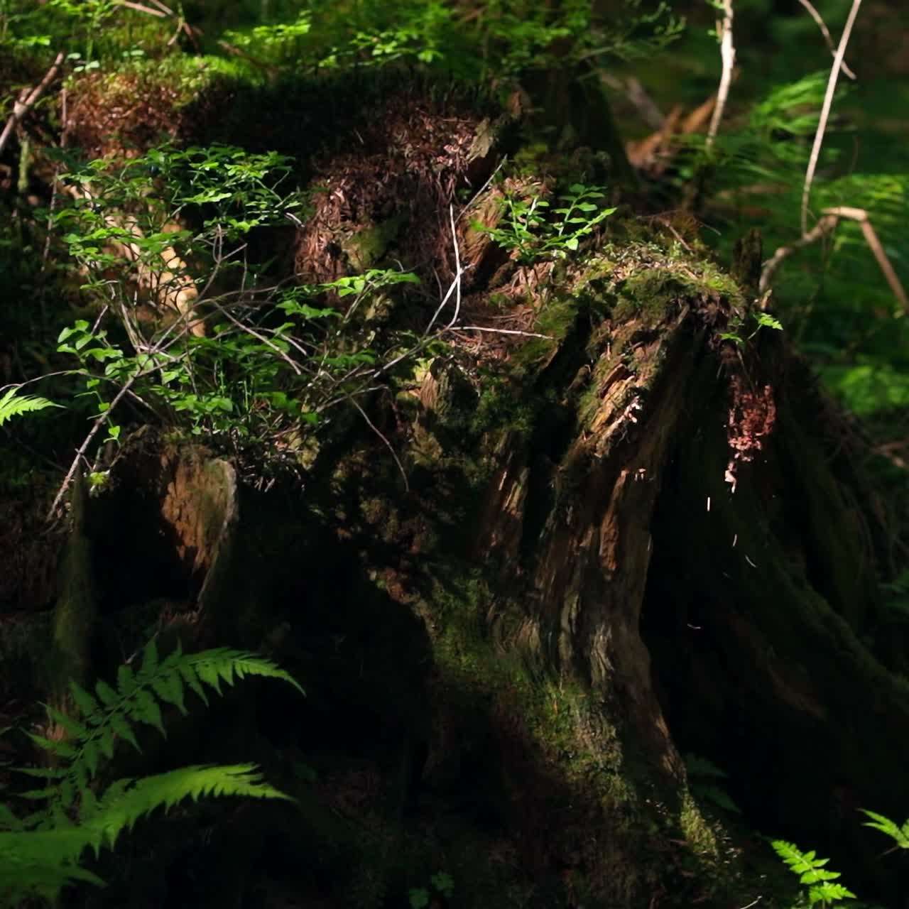 Old stump in the forest. Green fern leaves near the stump in the forest. Tree stump covered in moss at sunlight shining. Green fern stems grow in wild nature.