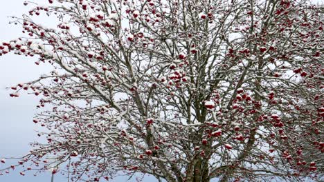 Rowan Fruits On Bare Tree Covered With Snow In Winter