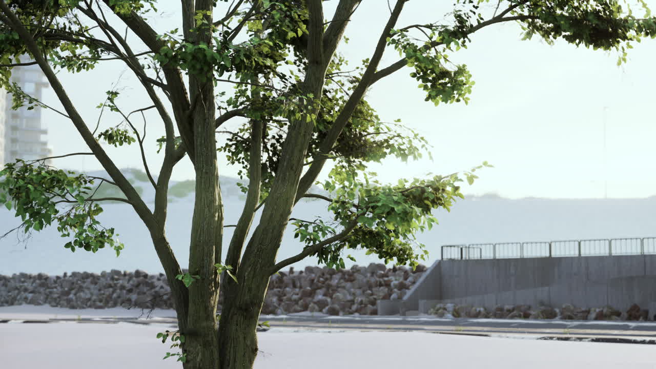 ⁇ 빛과 함께 아침 빛에 큰 나무 잎사귀