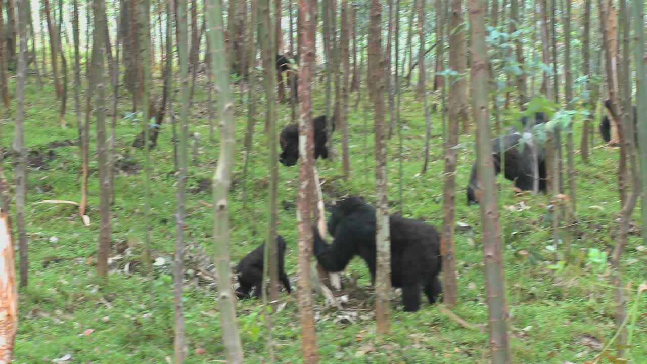 Bjerggorillaer æder i en eukalyptuslund i Rwanda