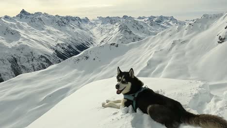 Husky-hund,-Der-Im-Winter-Auf-Einem-Berggipfel-Den-Wunderschönen-Schneebedeckten-Bergblick-In-Den-österreichischen-Alpen-Genießt