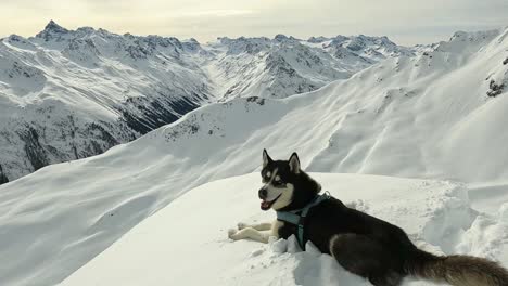 husky dog enjoying the beautiful snowy mountain view in the austrian alps in winter on a mountain peak