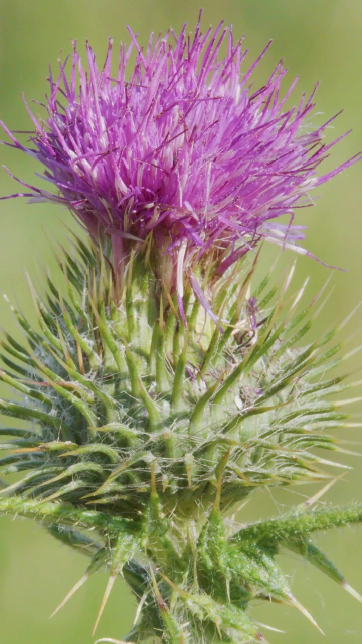 Inquadratura verticale di un cardo viola spinoso che ondeggia dolcemente su uno sfondo verde tenue.
