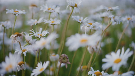 blooming daisies in the meadow during summer.