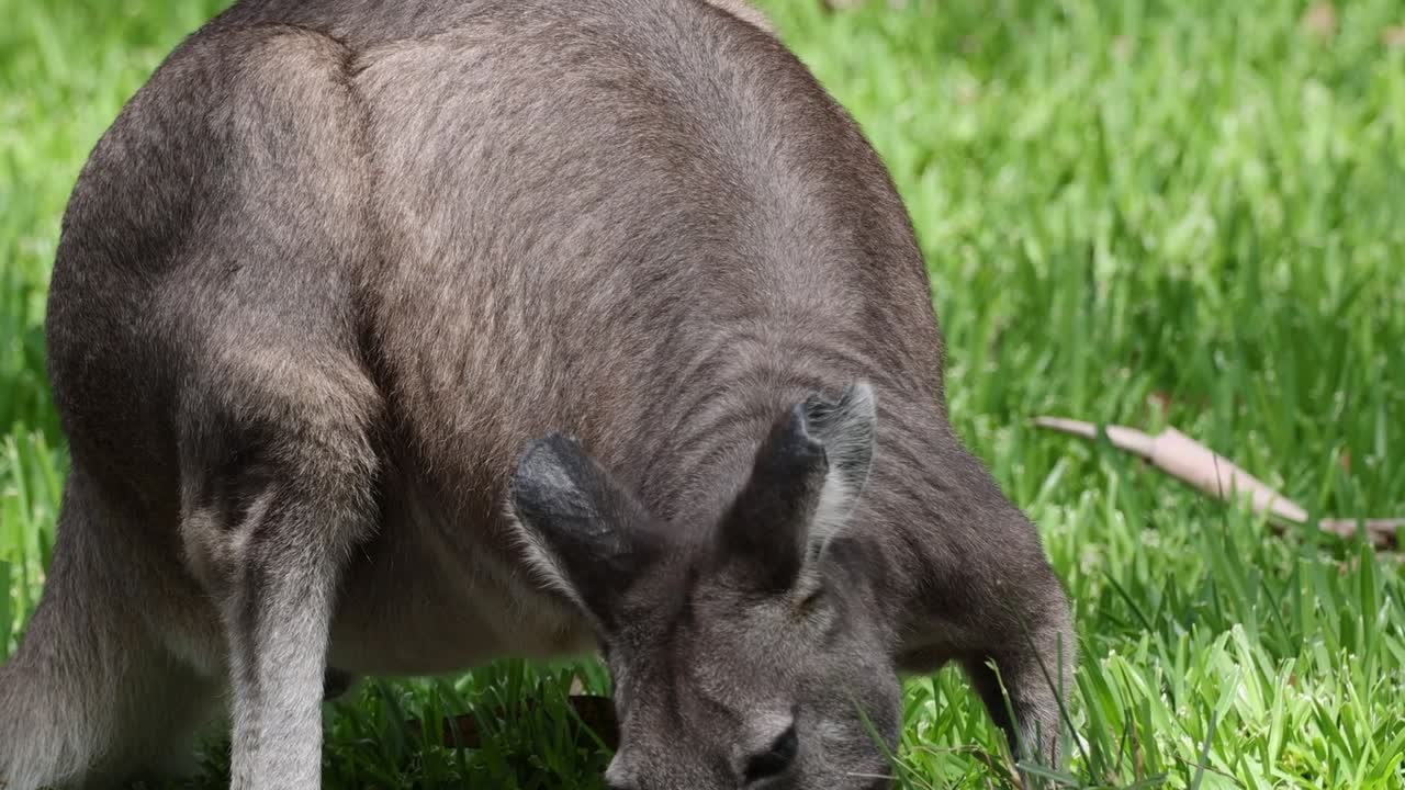 Un primo piano dettagliato di un canguro che pascola su un prato verde lussureggiante alla luce del sole