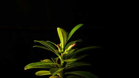 Planta,-Rosa-Del-Desierto,-Luchando-Por-Una-Nueva-Vida-Mientras-Se-Marchitan-Sus-Hojas