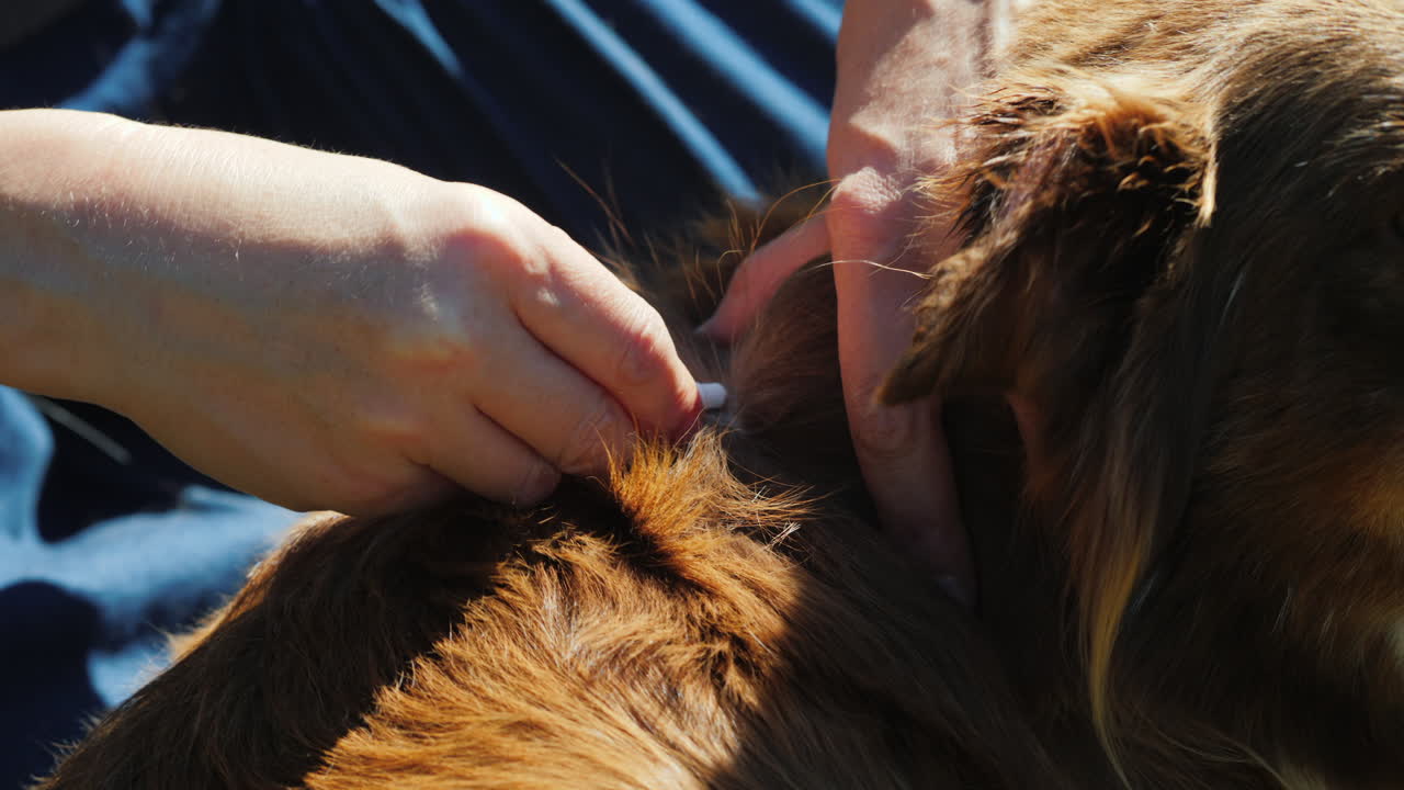 개에게 벼룩 및 진드기 치료제 적용