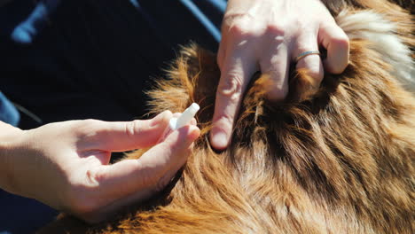 Applying-Flea-and-Tick-Treatment-to-a-Dog