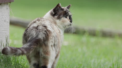 gato grande mira hacia arriba con curiosidad y luego se retira