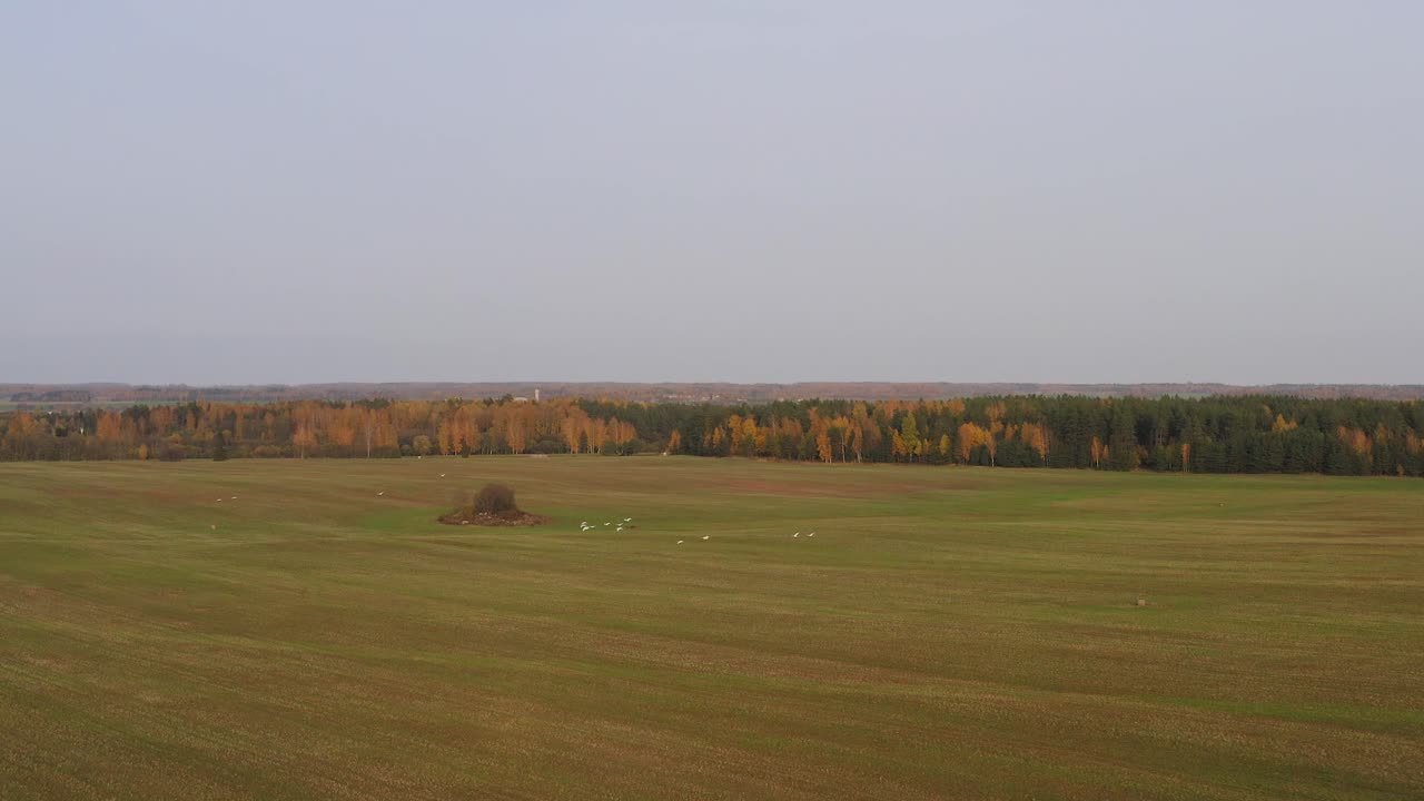 White birds migrating over farm field in fall during golden hour, aerial