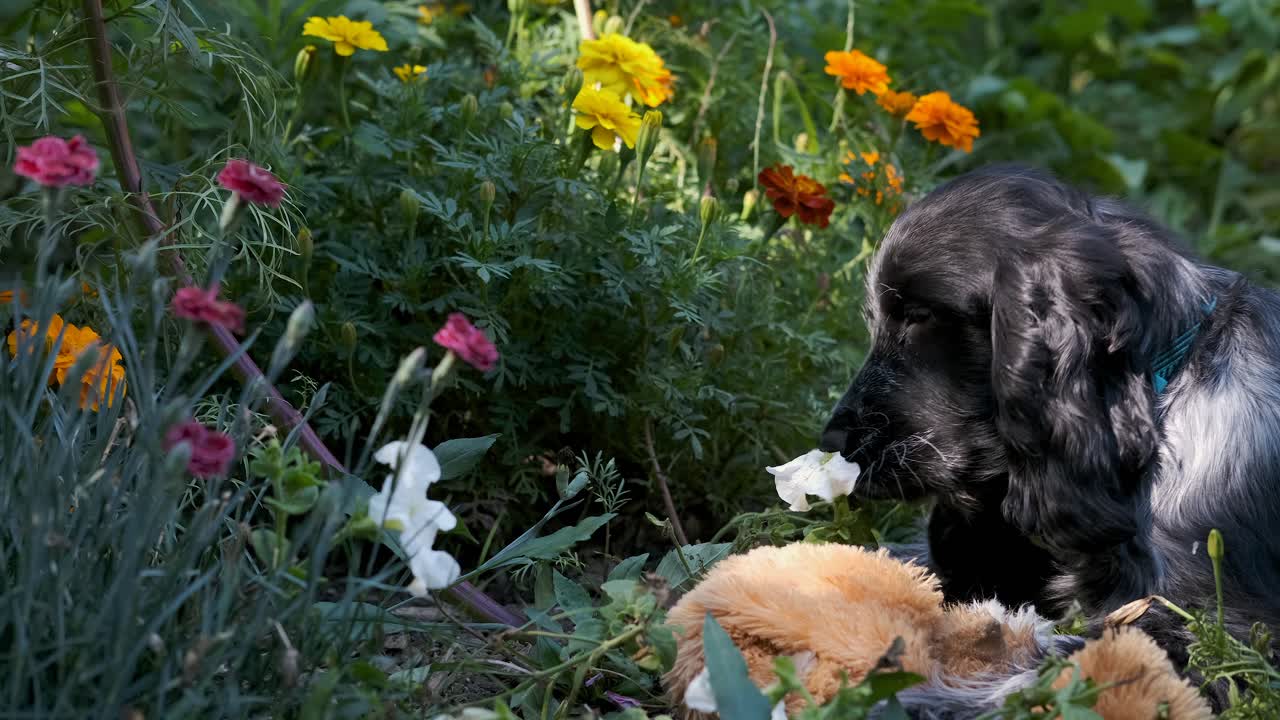 lindo perro cachorro spaniel juguetonamente muerde flores coloridas en cámara lenta, enfoque suave fijo