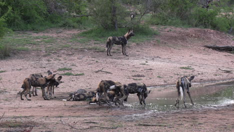 a pack of wild dogs gather at a waterhole in a south african game reserve