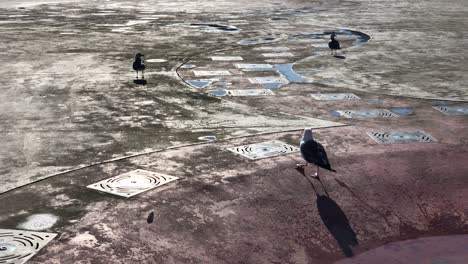 slow motion clip of seagulls having fun on the floor near a water fountain during daylight