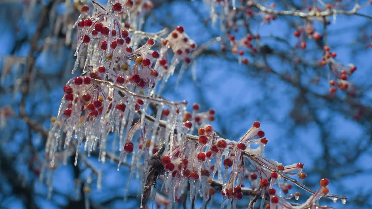 얼음으로 인 활기찬 은 열매와 나무 가지에 매달린 얼음이 밝은 파란 겨울 하늘을 배경으로 얼어붙은 자연 풍경의 아름다움과 평온을 강조합니다.