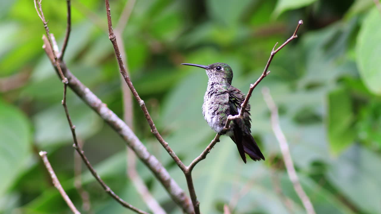 el colibri de muchas manchas, el pájaro de la selva tropical, el exótico jungle encaramado.