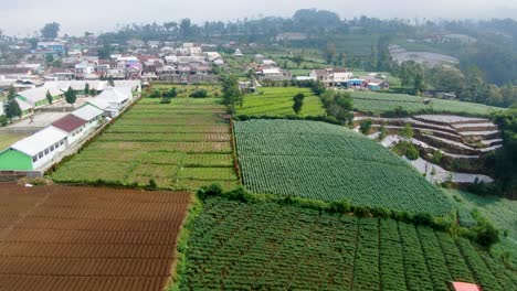 Rows-of-potato-plants-on-farmland-in-Wanayasa-Banjarnegara-Indonesia,-aerial