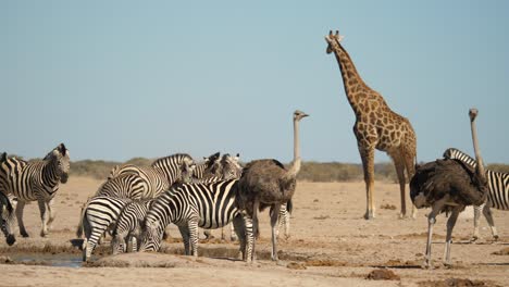 zebras and ostriches by water hole, giraffe looking out