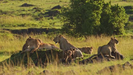 Toma-En-Cámara-Lenta-De-5-Grandes-Grupos-De-Leones-En-Una-Pequeña-Colina-Vigilando-Las-Llanuras-Africanas,-Importante-Conservación-De-La-Vida-Silvestre-En-La-Reserva-Nacional-Masai-Mara