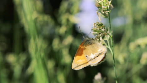 orange butterfly on a flower