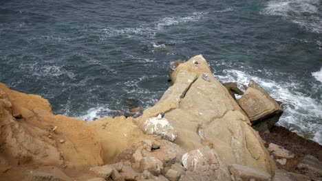 Olas-Del-Océano-Golpeando-Las-Rocas-De-La-Costa-Con-Pelícanos-De-Pie-Sobre-Ellas