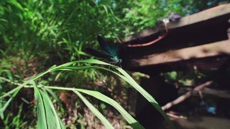 Cerca-De-Una-Libélula-Azul-Posada-Sobre-Caña,-ébano-Jewelwing