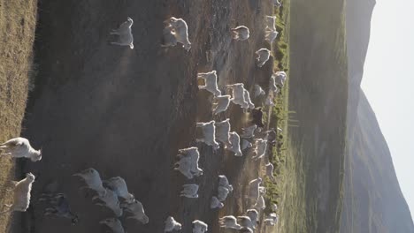 Sheep-on-a-hillside-on-a-misty-morning-in-the-hills-with-mountains-on-the-horizon-in-Patagonia,-Argentina