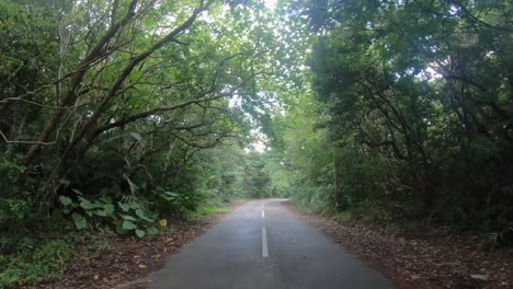 Wide-POV-shot-of-a-person-walking-down-a-road-through-a-healthy-national-park