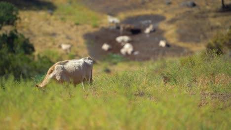 4k-cows-grazing-with-Cattle-in-the-background