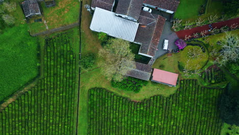 tea plantation farmer houses nature aerial top view. green bushes rows valley