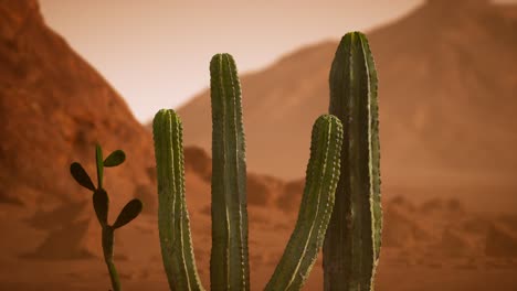 arizona desert sunset with giant saguaro cactus