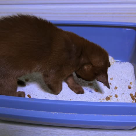 little kitten of burmese breed tries to dig a hole in white sand. chocolate pedigree pet. kitten of small age. video from a side