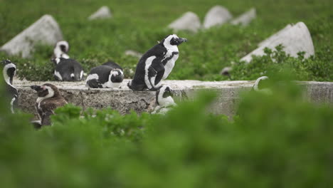 pingüinos del cabo mudando plumas en la reserva natural protegida de bird island en el sur de áfrica