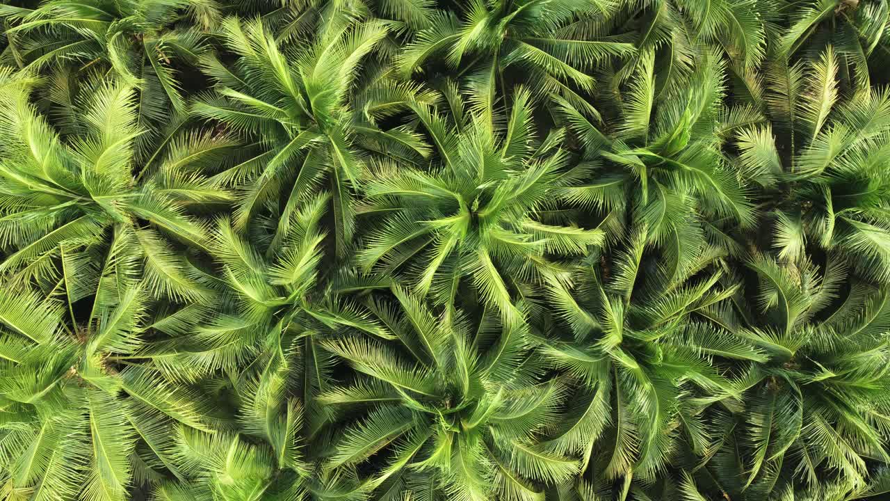 vista aérea avión no tripulado vuela sobre árboles de coco, copas verdes y amarillas