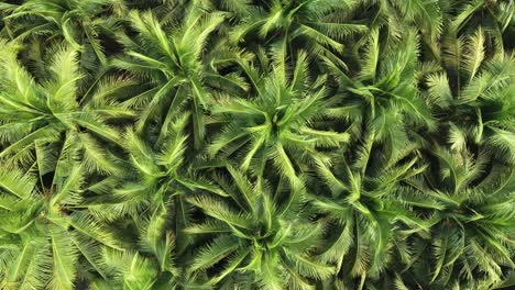 aerial view drone fly over coconut trees, green and yellow treetops