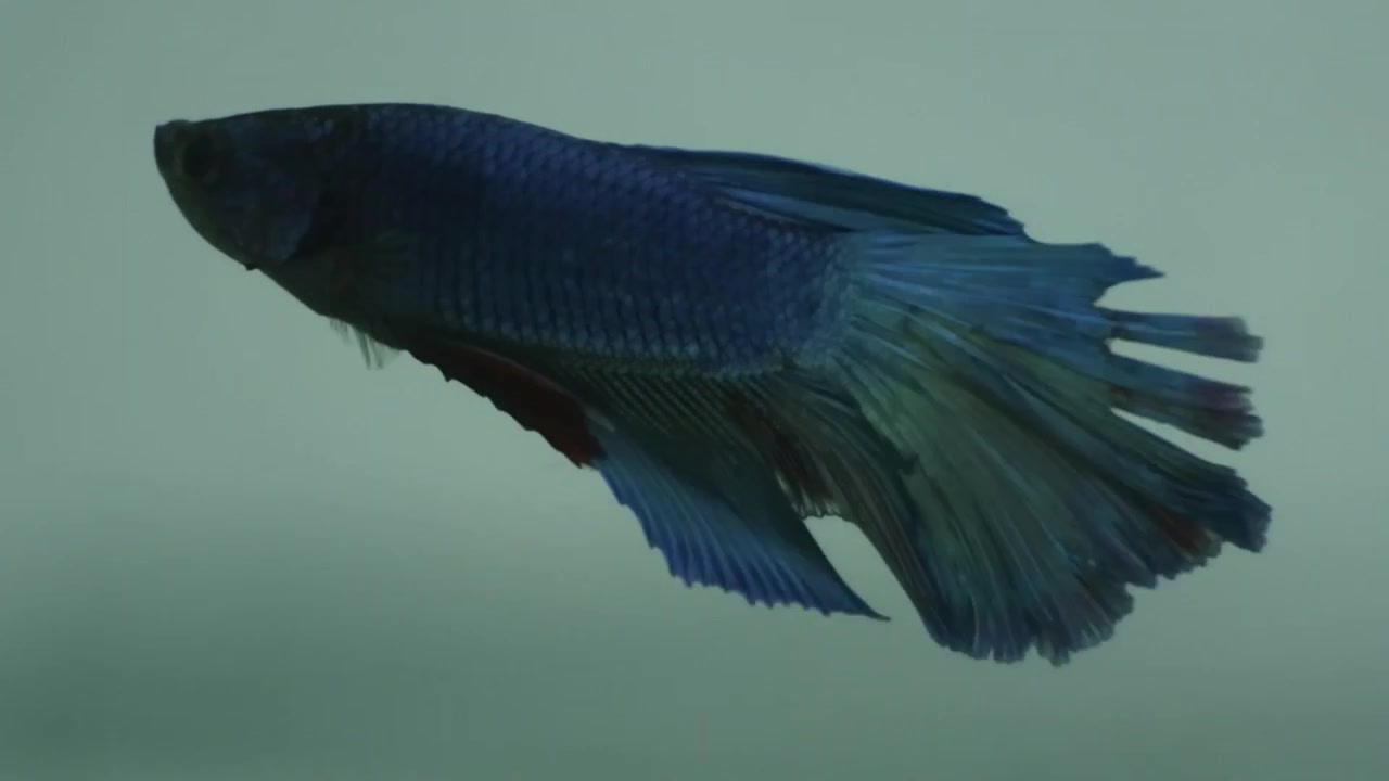 Bellissimi pesci blu acquatici d'acqua dolce in acquario.