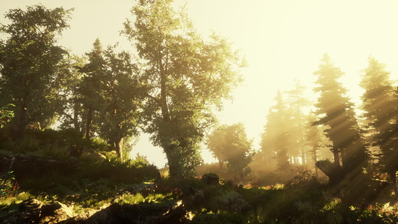 mágico paisaje de bosque oscuro de otoño con rayos de luz cálida