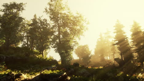 magic dark autumn forest scenery with rays of warm light