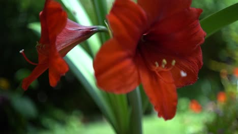 Jardinería-Israelí