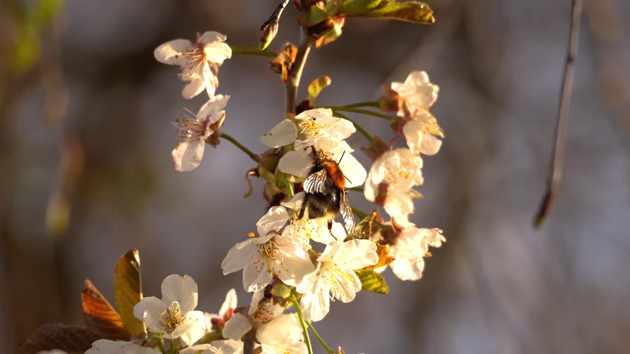A bumblebee, search for nectar on a blooming flower. It's spring, and everything is beginning to come alive. It's sunset, and everything is beautifully lit. It flies to another flower in slow motion.