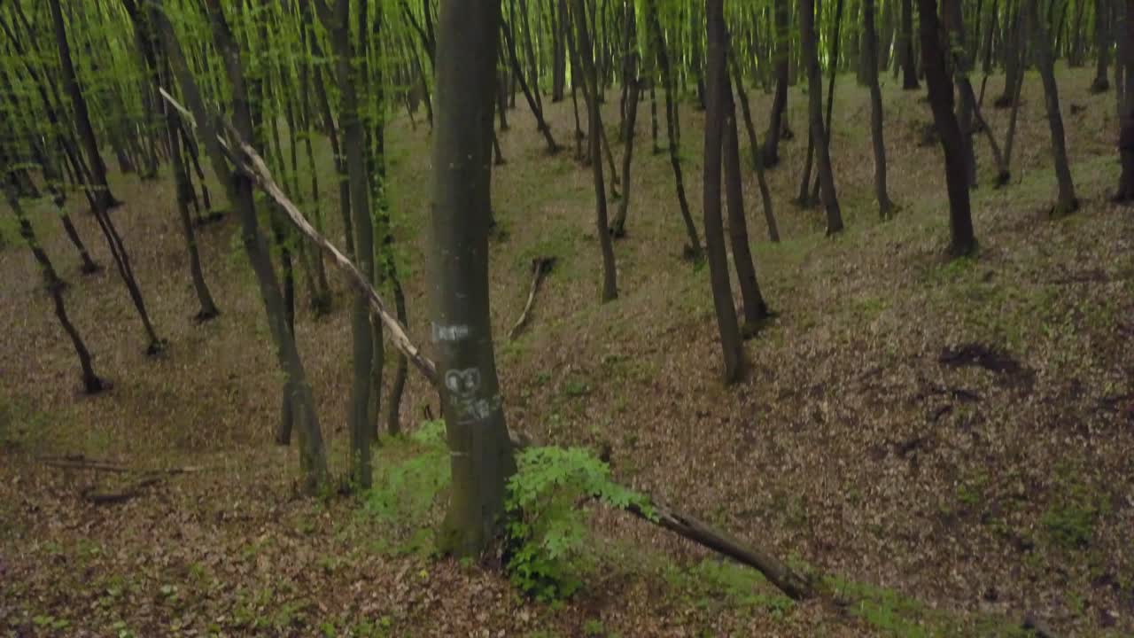 광대 한 소나무 녹색 나무 줄기에서 숲길을 걷고, 숲 패턴 여름 아름다운 일몰 빛에서 방황하는 포브