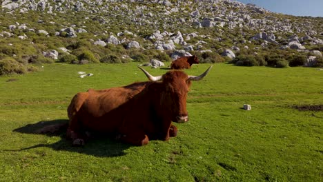 Rotbraune-Retinto-Kuh,-Die-Auf-Einer-Wiese-In-Südspanien-Liegt,-Nach-Unten-Kippen