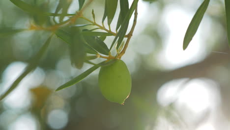 Green-olive-on-the-tree-view-in-sun-light