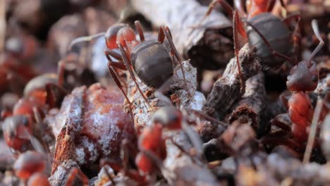 close up of a large colony of red ants